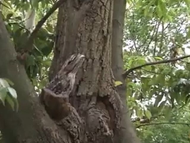 ガマグチヨタカの写真