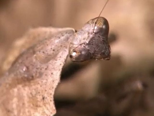 ヒシムネカレハカマキリの写真