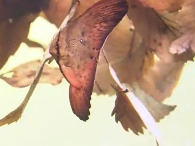 ナンヨウツバメウオの幼魚の写真