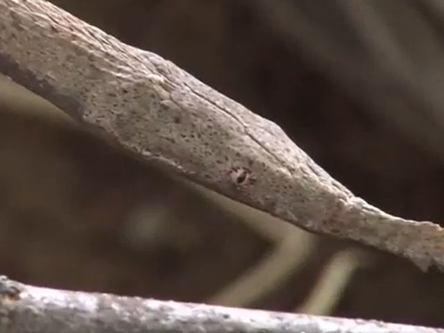 テングキノボリヘビの写真
